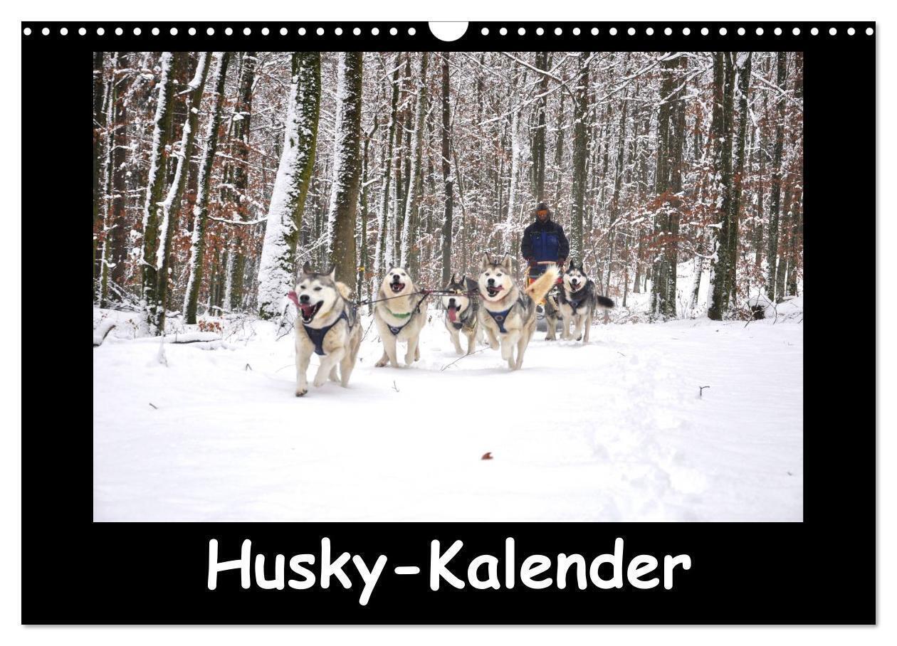 Cover: 9783675480766 | Husky-Kalender (Wandkalender 2024 DIN A3 quer), CALVENDO...