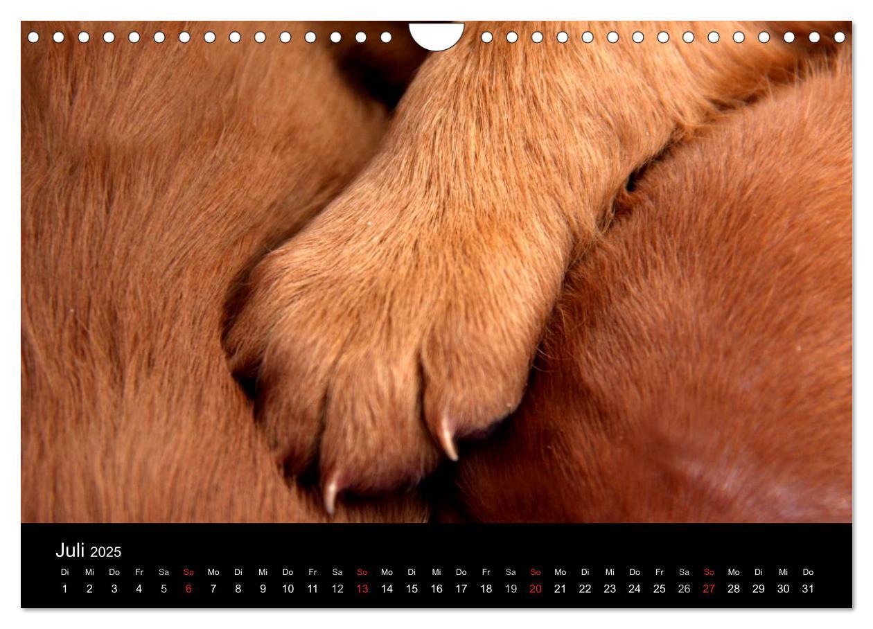 Bild: 9783435767625 | Magyar Vizsla Welpen (Wandkalender 2025 DIN A4 quer), CALVENDO...