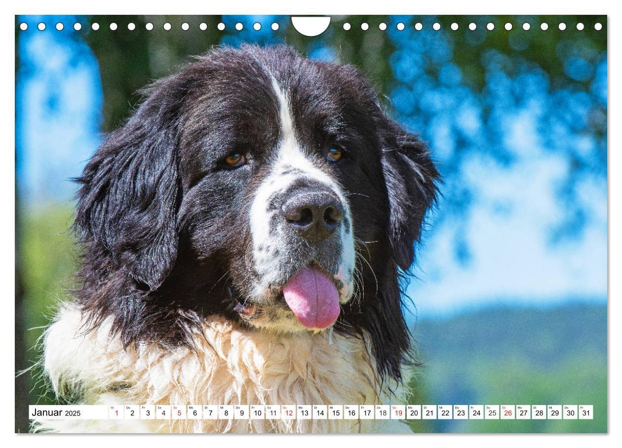 Bild: 9783435306251 | Landseer - Ein starker Freund auf 4 Pfoten (Wandkalender 2025 DIN...