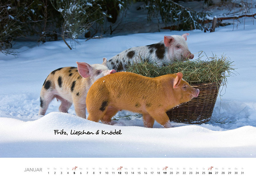 Bild: 9783966648349 | Tierkinder auf dem Bauernhof Kalender 2025 | J.-L. Klein (u. a.)