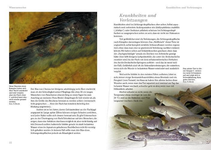 Bild: 9783866591042 | Art für Art: Schlangenkopffische | Nora Brede (u. a.) | Taschenbuch