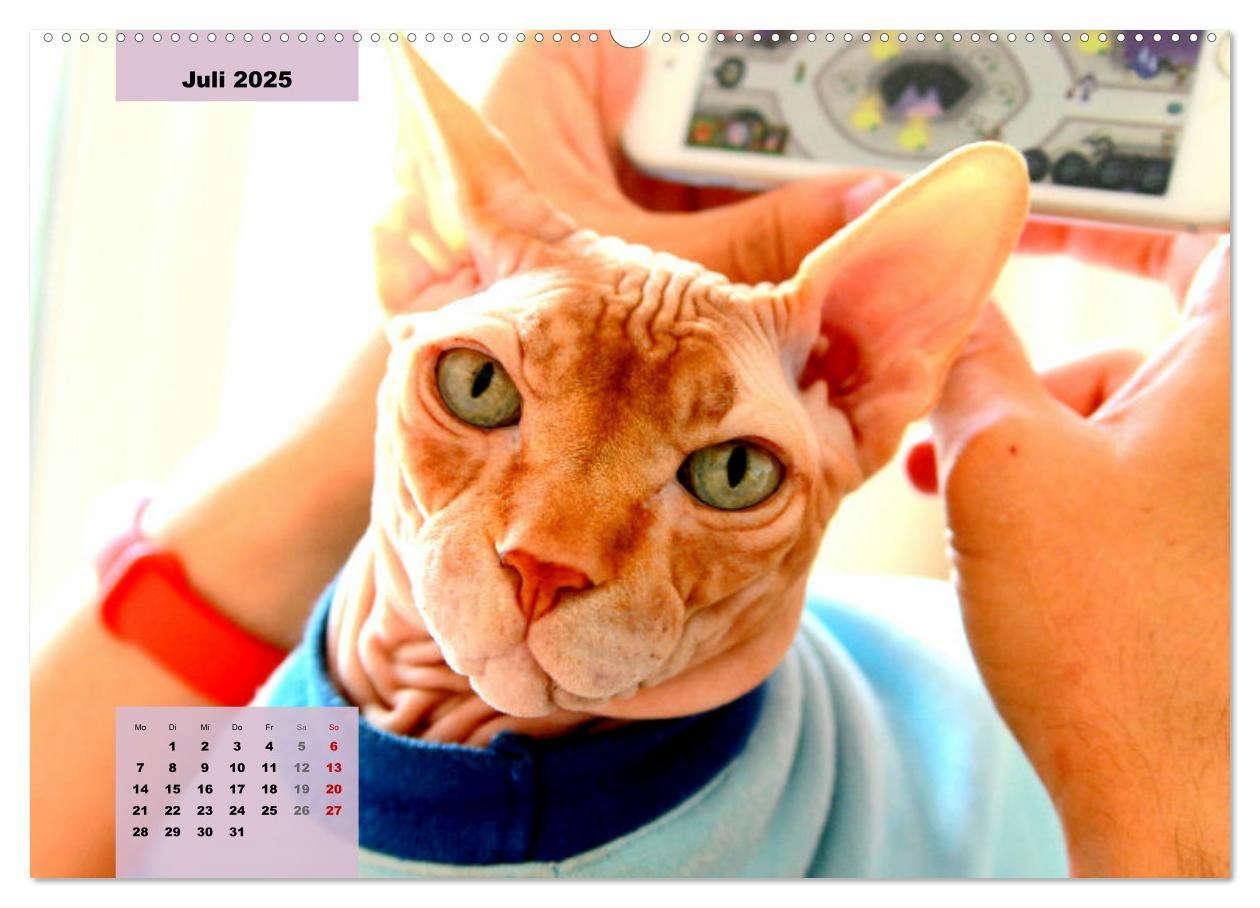 Bild: 9783435049790 | Sphinx. Grazile und anmutige Nacktkatzen (Wandkalender 2025 DIN A2...