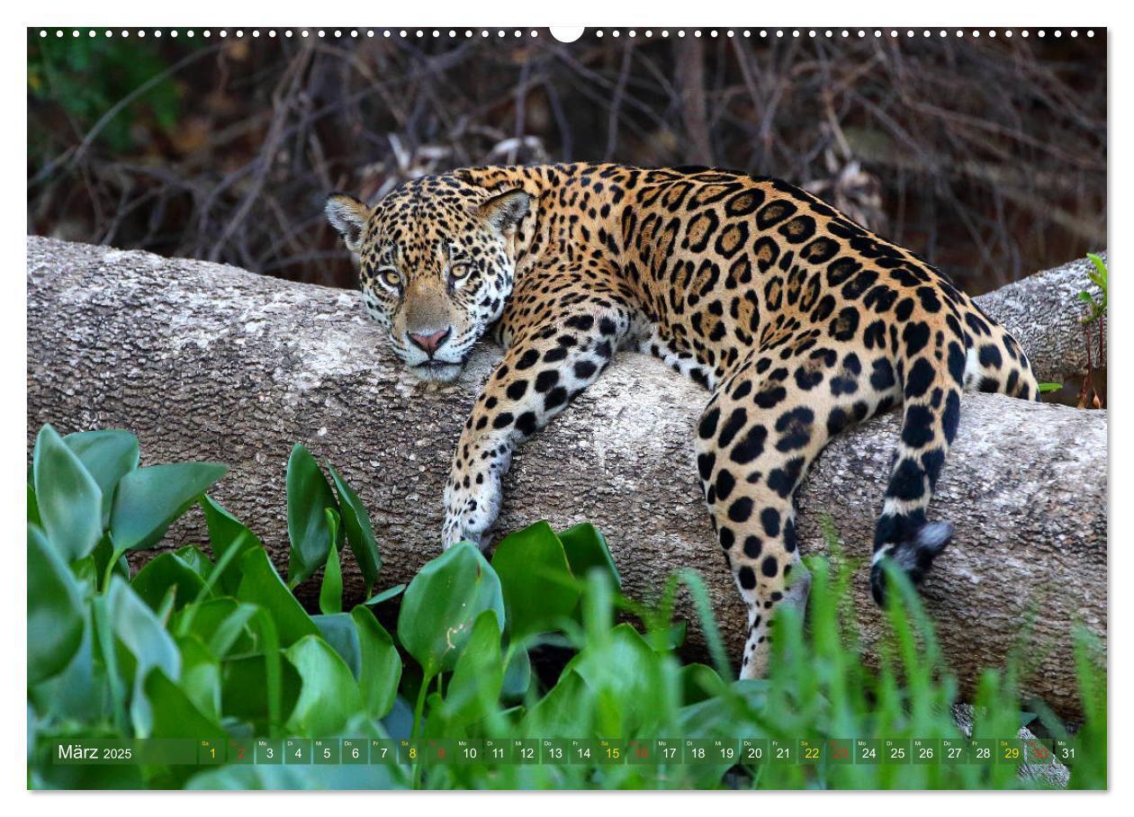 Bild: 9783435262519 | Tierparadies Pantanal (Wandkalender 2025 DIN A2 quer), CALVENDO...