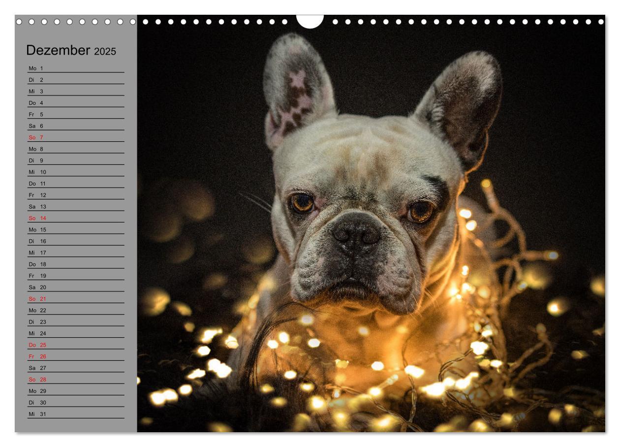 Bild: 9783435030927 | Bullymania - Französische Bulldoggen (Wandkalender 2025 DIN A3...