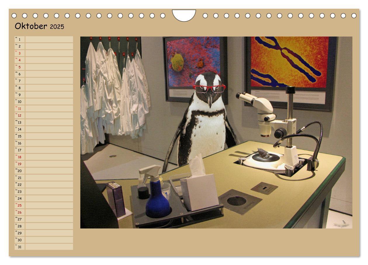 Bild: 9783435313877 | Pinguine privat Planer (Wandkalender 2025 DIN A4 quer), CALVENDO...