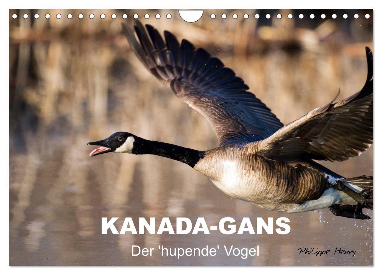 Cover: 9783435733378 | KANADA-GANS - Der 'hupende' Vogel (Wandkalender 2025 DIN A4 quer),...