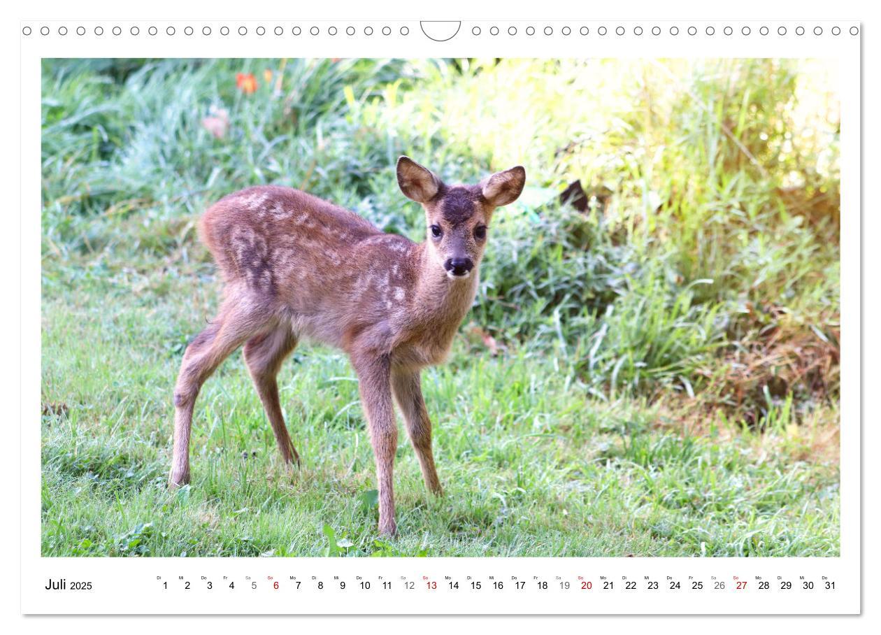 Bild: 9783435088577 | Max, der kleine Rehbock (Wandkalender 2025 DIN A3 quer), CALVENDO...