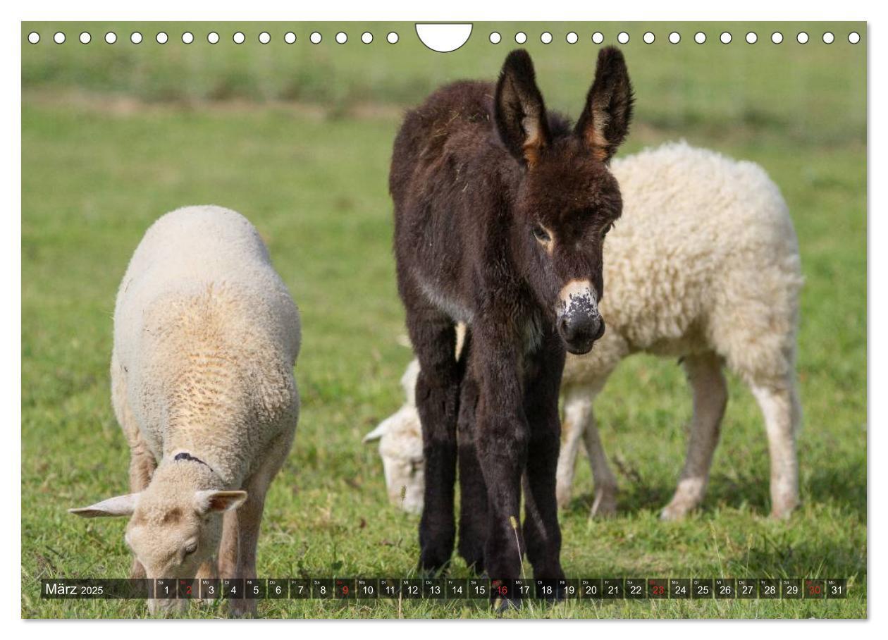 Bild: 9783435655007 | Esel - hübsch, klug und fleißig (Wandkalender 2025 DIN A4 quer),...