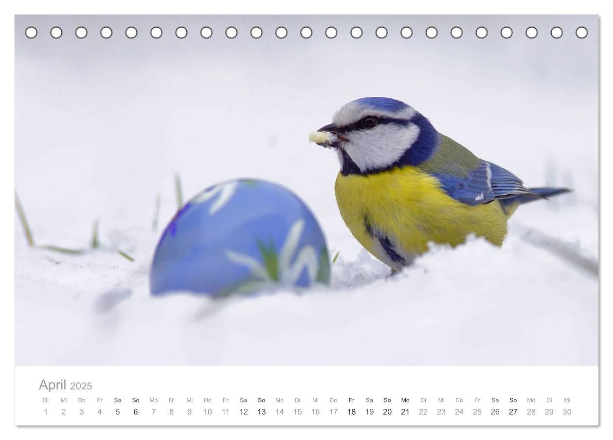 Bild: 9783435749720 | Vögel in unseren Gärten 2025 (Tischkalender 2025 DIN A5 quer),...