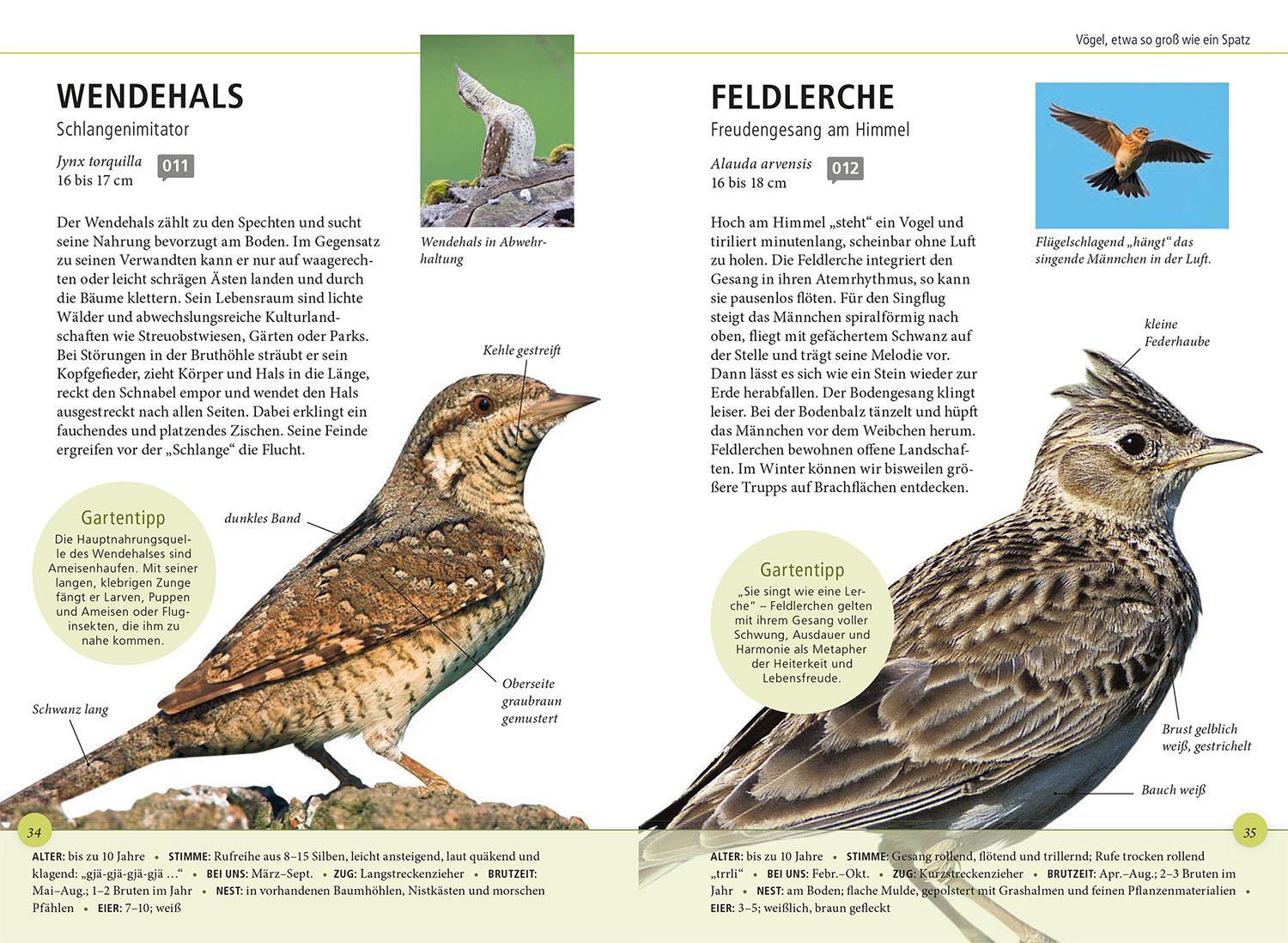 Bild: 9783440178614 | Gartenvögel lebensgroß | Daniela Strauß | Taschenbuch | 128 S. | 2024