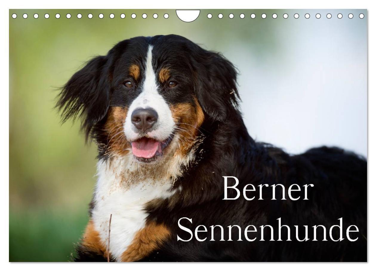 Cover: 9783383530067 | Berner Sennenhunde (Wandkalender 2024 DIN A4 quer), CALVENDO...