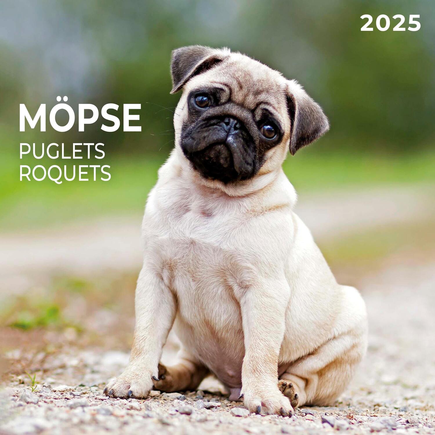 Cover: 9783959294591 | Möpse 2025 | Kalender 2025 | Kalender | Artwork Edition | 28 S. | 2025