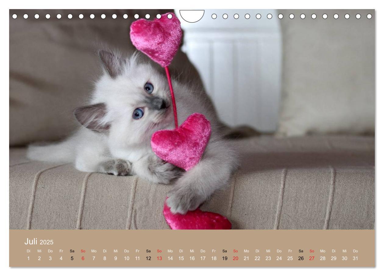 Bild: 9783435492268 | Verliebt in Ragdolls ... die sanfte Katzenrasse (Wandkalender 2025...