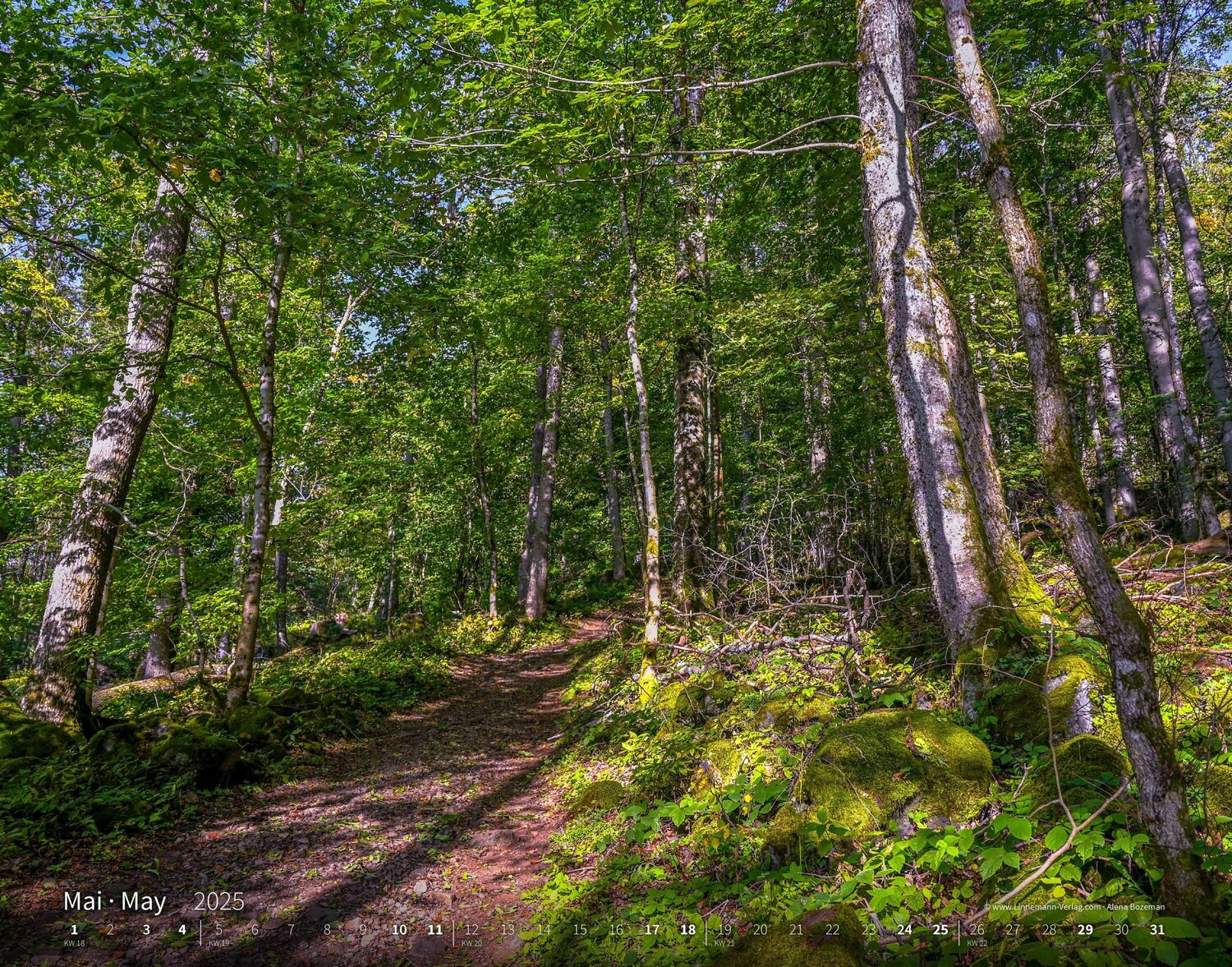 Bild: 9783862923397 | Bäume-Wälder 2025 Großformat-Kalender 58 x 45,5 cm | Linnemann Verlag