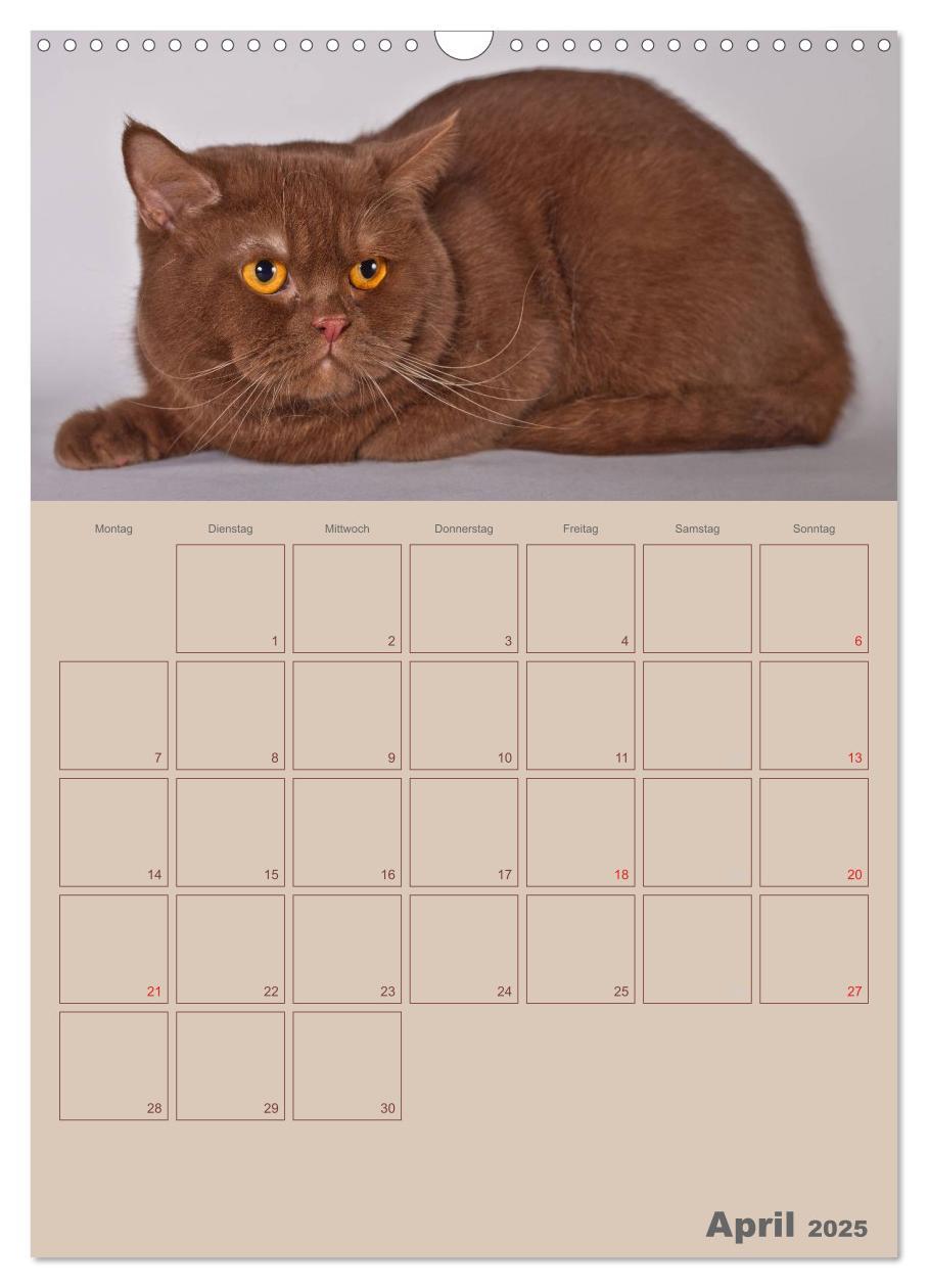 Bild: 9783457074480 | Britisch Kurzhaar Katzen - Planer (Wandkalender 2025 DIN A3 hoch),...