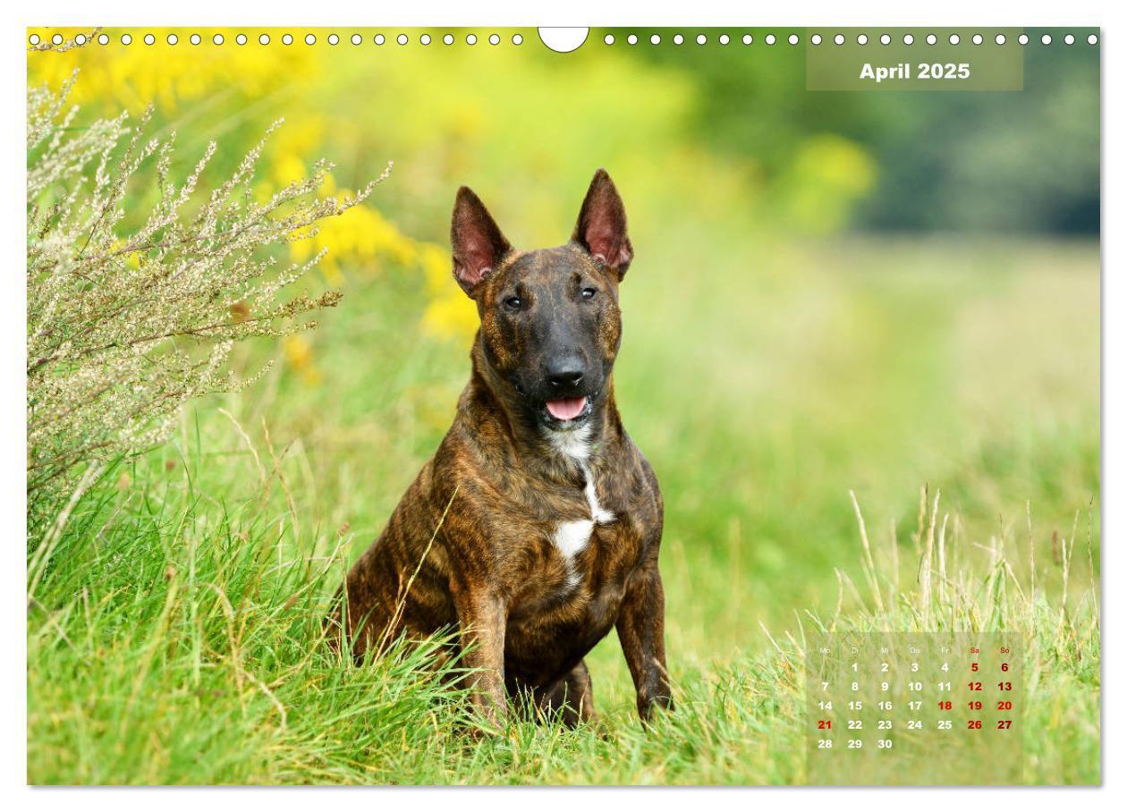 Bild: 9783435341122 | Bullterrier 2025 Frech und fröhlich durch das Jahr (Wandkalender...