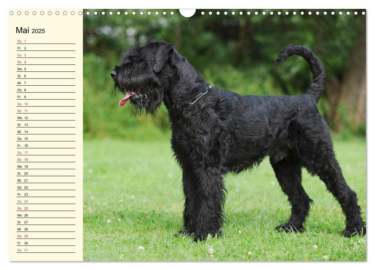 Bild: 9783435545049 | Treuer Freund Riesenschnauzer (Wandkalender 2025 DIN A3 quer),...