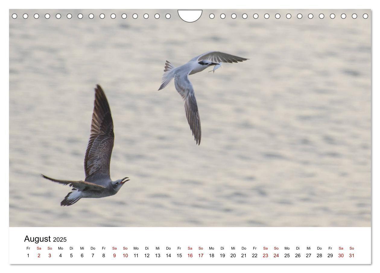 Bild: 9783435376001 | Möwen am Meer (Wandkalender 2025 DIN A4 quer), CALVENDO Monatskalender