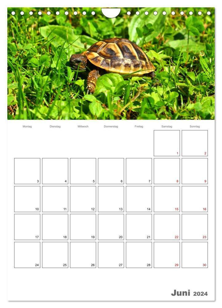 Bild: 9783383242717 | Langsame Schildkröten (Wandkalender 2024 DIN A4 hoch), CALVENDO...