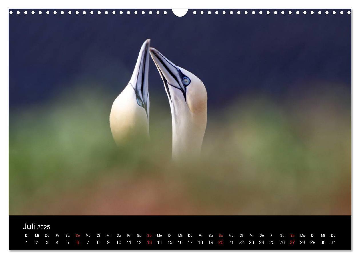 Bild: 9783435768684 | Helgoland (Wandkalender 2025 DIN A3 quer), CALVENDO Monatskalender