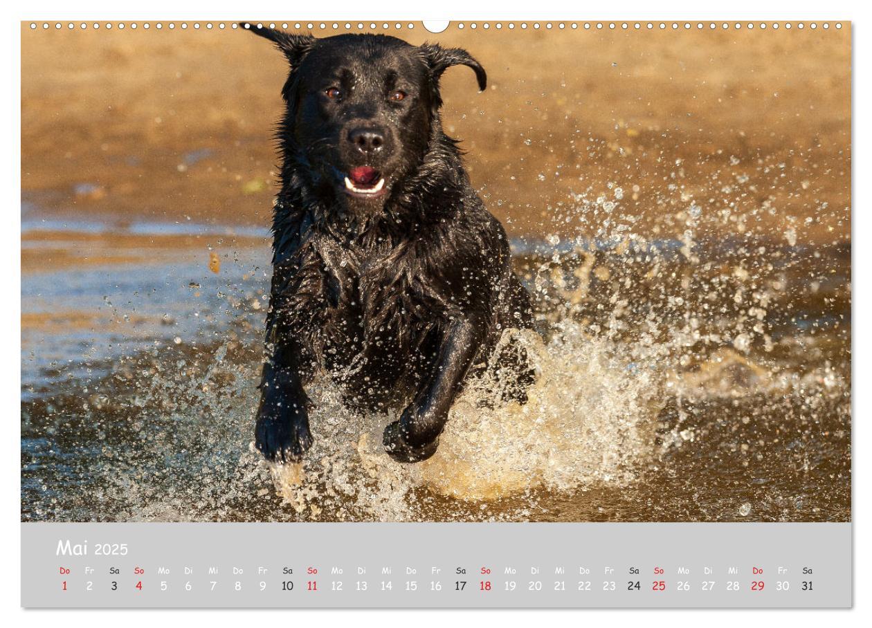 Bild: 9783435531554 | Liebenswerter Labrador 2025 (Wandkalender 2025 DIN A2 quer),...