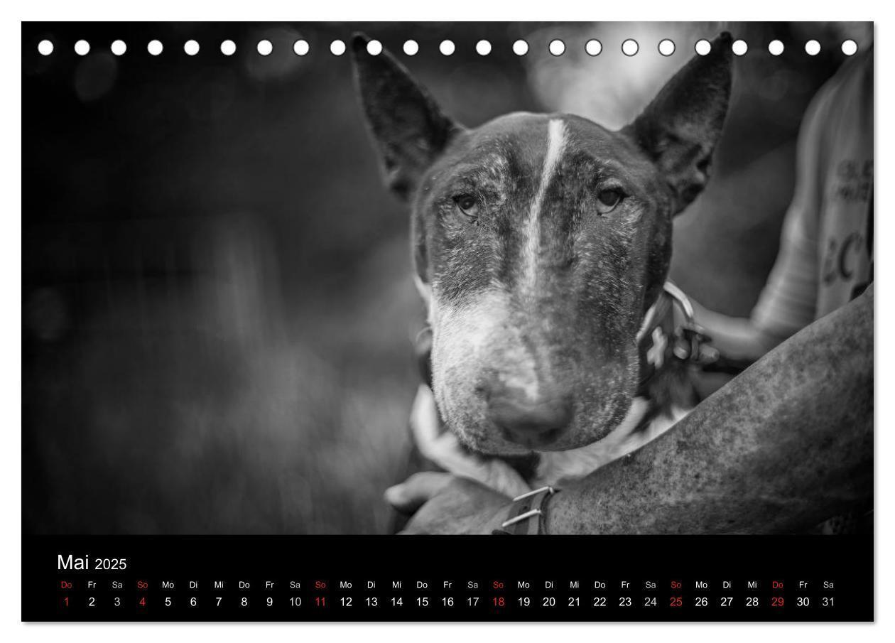 Bild: 9783435557431 | Bullterrier (Tischkalender 2025 DIN A5 quer), CALVENDO Monatskalender