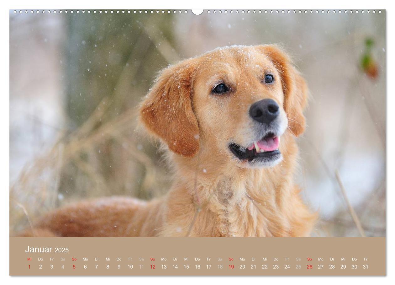 Bild: 9783435723942 | Golden Retriever (hochwertiger Premium Wandkalender 2025 DIN A2...