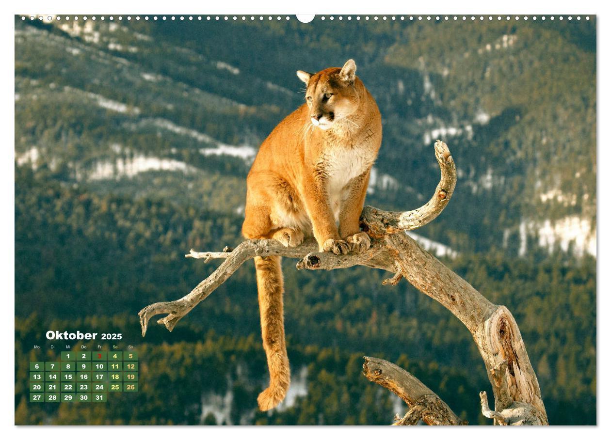 Bild: 9783383778278 | Puma: Auf leisen Pfoten (hochwertiger Premium Wandkalender 2025 DIN...