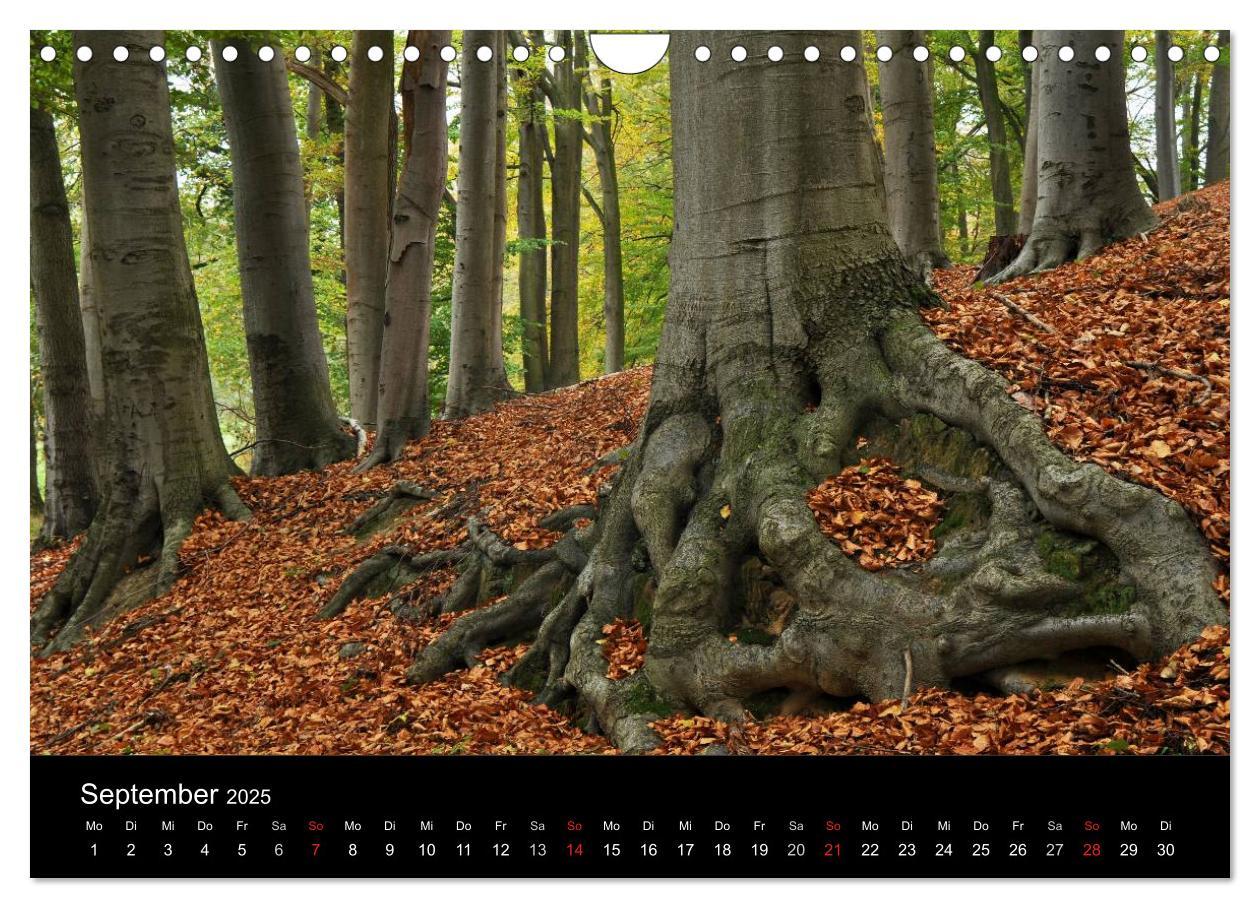 Bild: 9783435837137 | Wurzelwerke (Wandkalender 2025 DIN A4 quer), CALVENDO Monatskalender