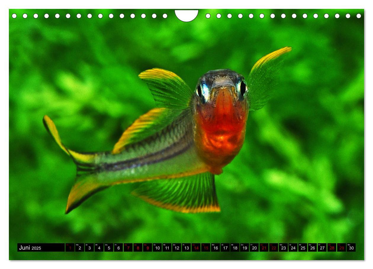 Bild: 9783383867392 | Beliebte Fische der Welt (Wandkalender 2025 DIN A4 quer), CALVENDO...