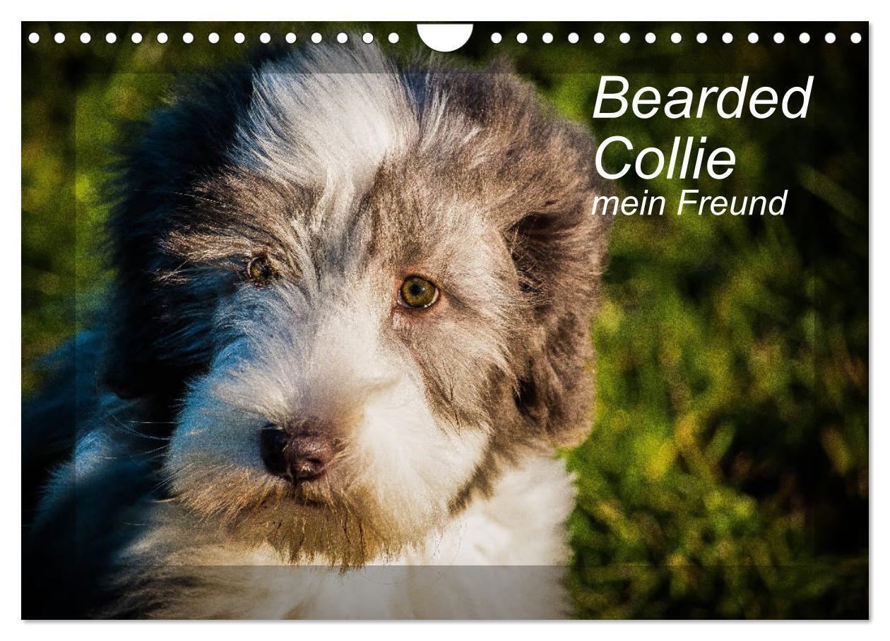 Cover: 9783383130496 | Bearded Collie, mein Freund (Wandkalender 2024 DIN A4 quer),...