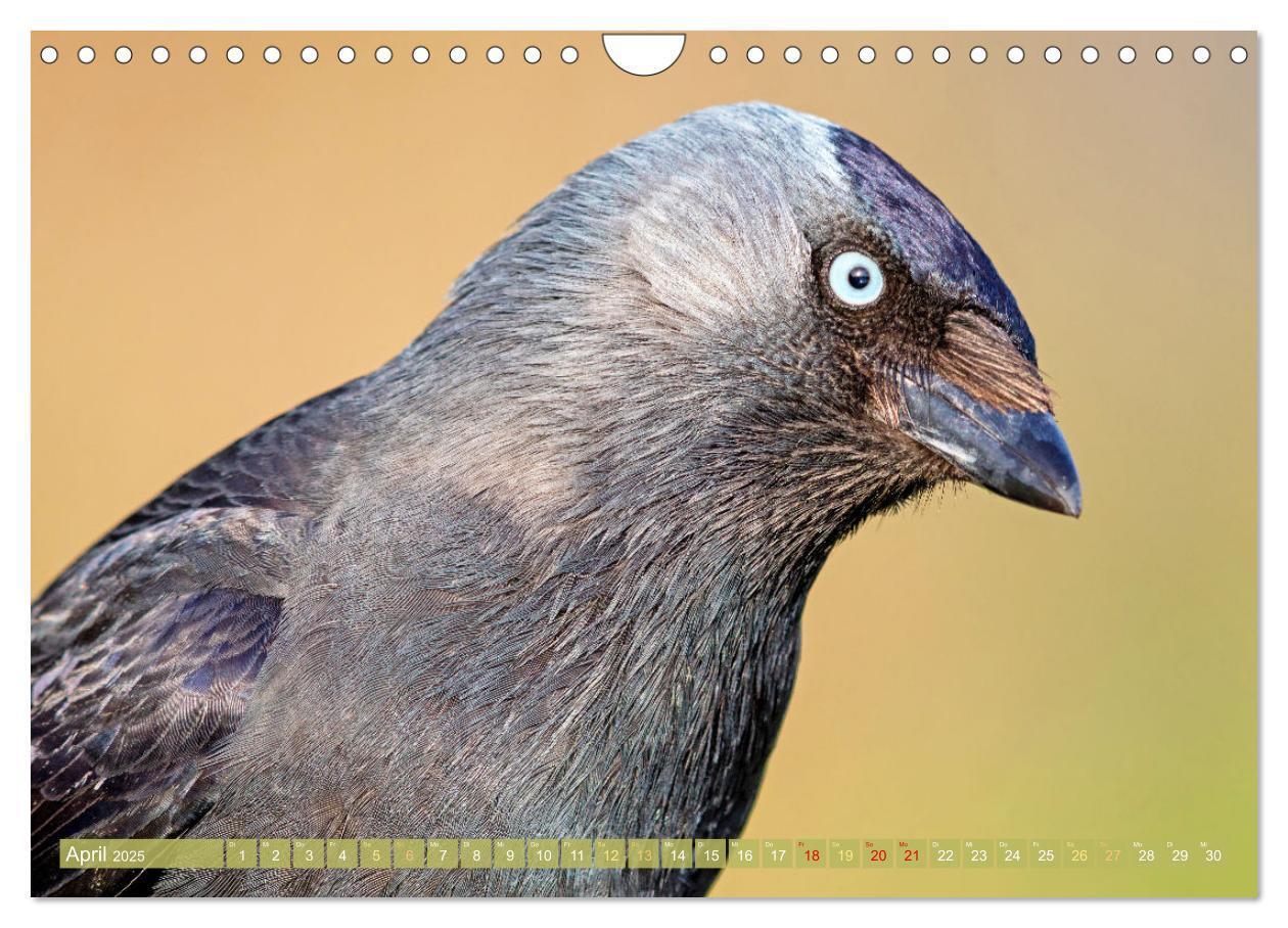 Bild: 9783383776601 | Rabenvögel: Schwarz, schlau, schön (Wandkalender 2025 DIN A4 quer),...