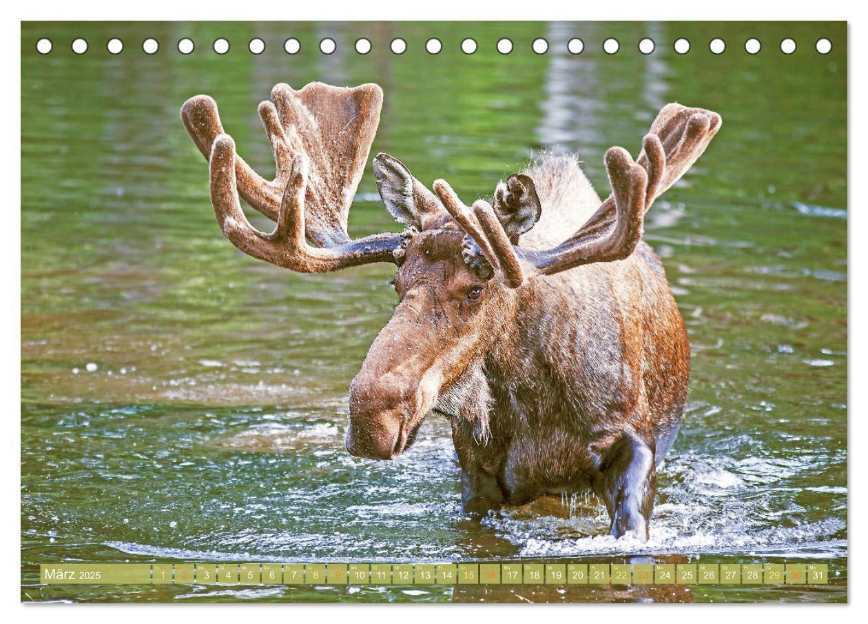 Bild: 9783457161302 | Elche: Nordische Riesen (Tischkalender 2025 DIN A5 quer), CALVENDO...