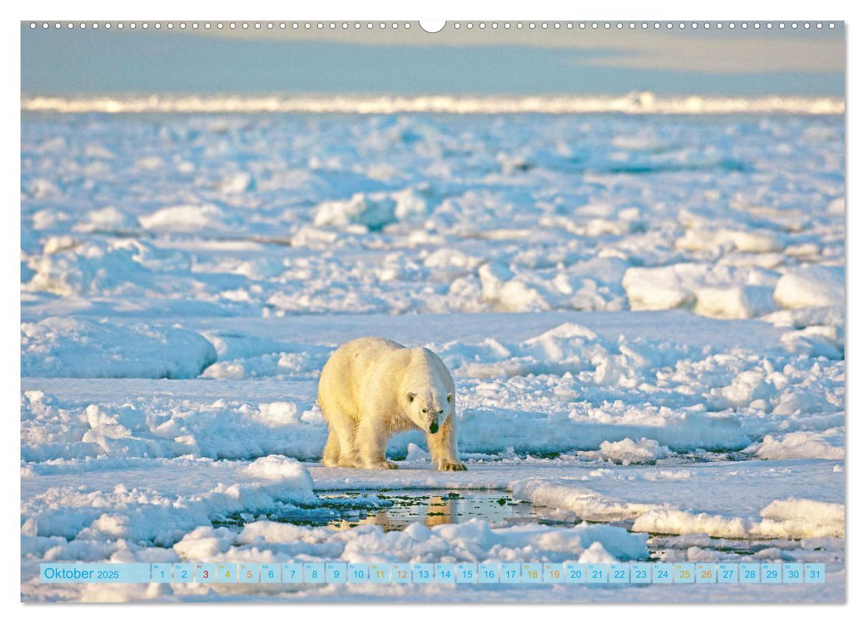 Bild: 9783457140536 | Eisbären: Lebenskünstler im Eis (hochwertiger Premium Wandkalender...