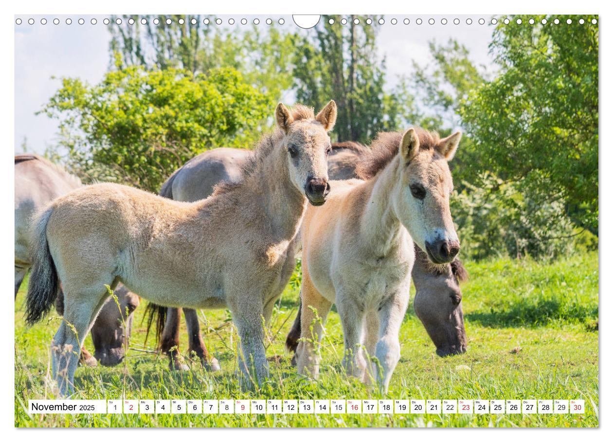 Bild: 9783435573127 | Konik - Frei geboren (Wandkalender 2025 DIN A3 quer), CALVENDO...