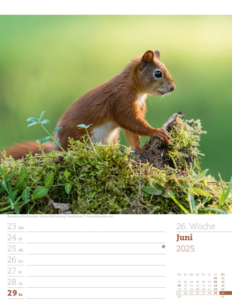 Bild: 9783838425979 | Unser Wald - Wochenplaner Kalender 2025 | Ackermann Kunstverlag | 2025