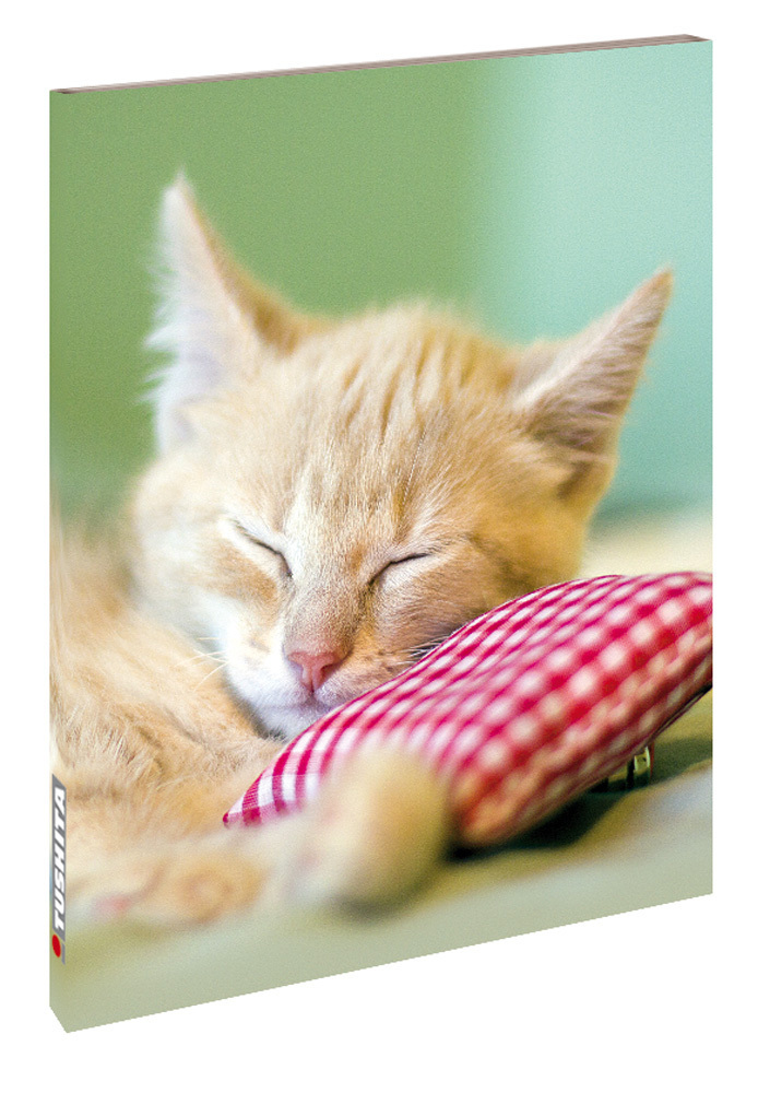 Cover: 9783955703110 | Kitten | Blankbook | Tushita-Verlag | Buch | In Kartonage | Deutsch