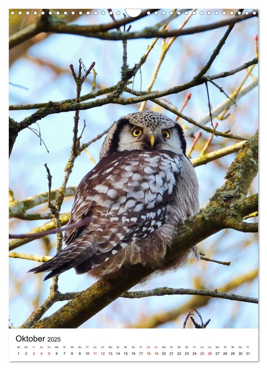 Bild: 9783383766411 | Adler, Eule und Co - Gefiederte Jäger im Portrait (Wandkalender...