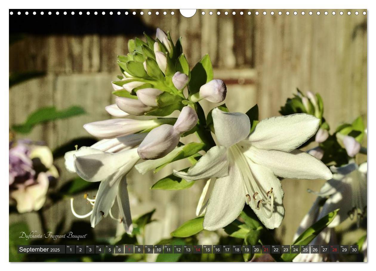 Bild: 9783435576388 | Hosta Staude mit Herz (Wandkalender 2025 DIN A3 quer), CALVENDO...