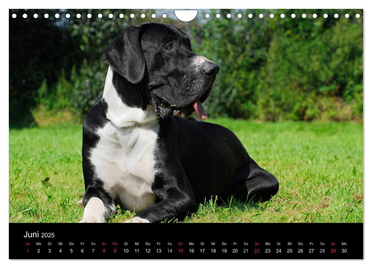 Bild: 9783435762293 | Deutsche Dogge 2025 (Wandkalender 2025 DIN A4 quer), CALVENDO...