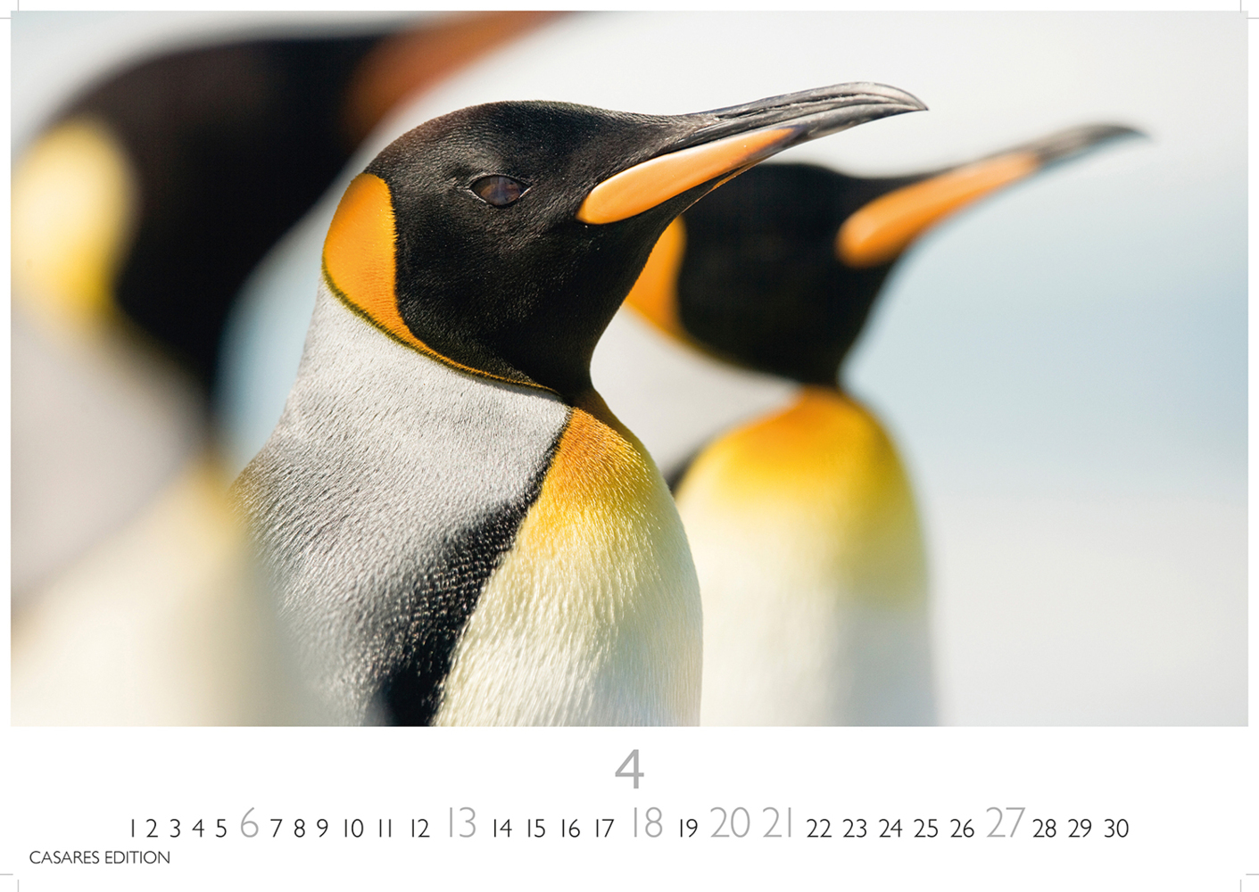 Bild: 9781835241202 | Pinguine 2025 L 35x50cm | Kalender | 14 S. | Deutsch | 2025