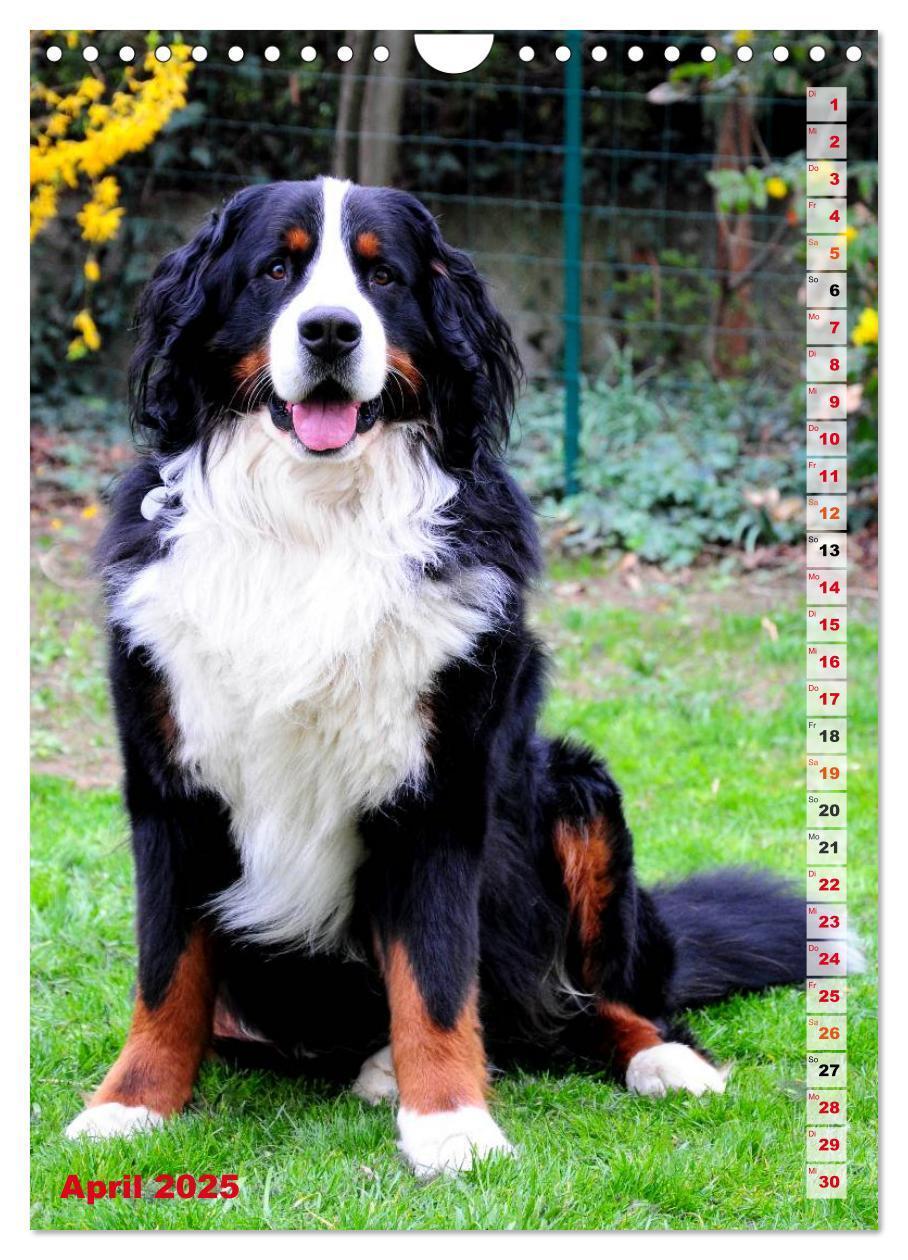 Bild: 9783457032602 | BÄR - Der Berner Sennenhund (Wandkalender 2025 DIN A4 hoch),...