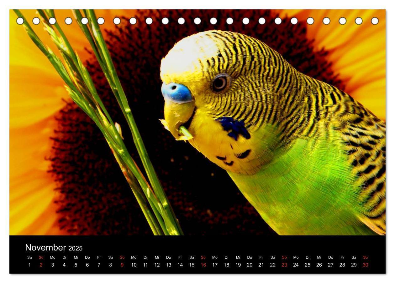 Bild: 9783435812158 | Wellensittiche - Naturkalender (Tischkalender 2025 DIN A5 quer),...