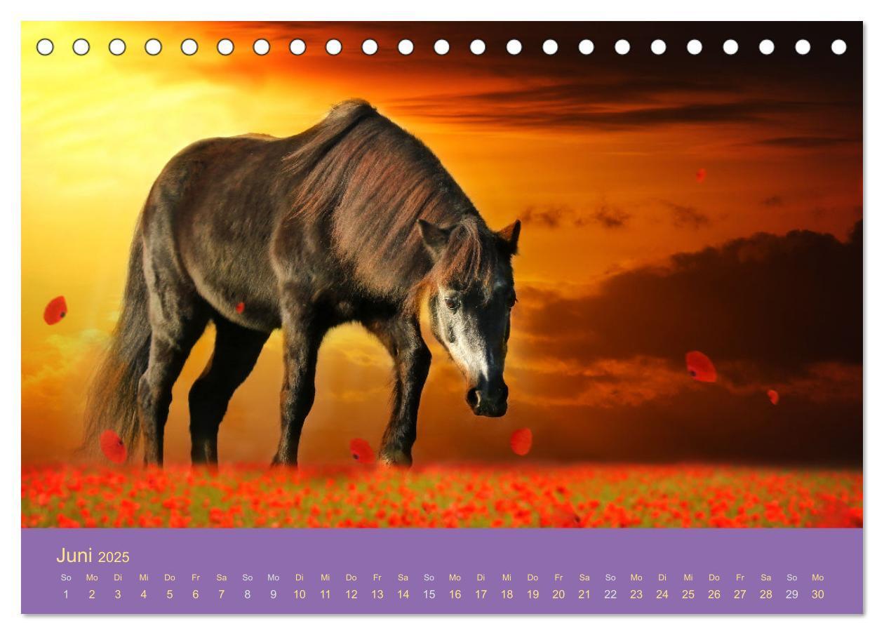 Bild: 9783435061044 | Von der Magie der Pferde (Tischkalender 2025 DIN A5 quer), CALVENDO...