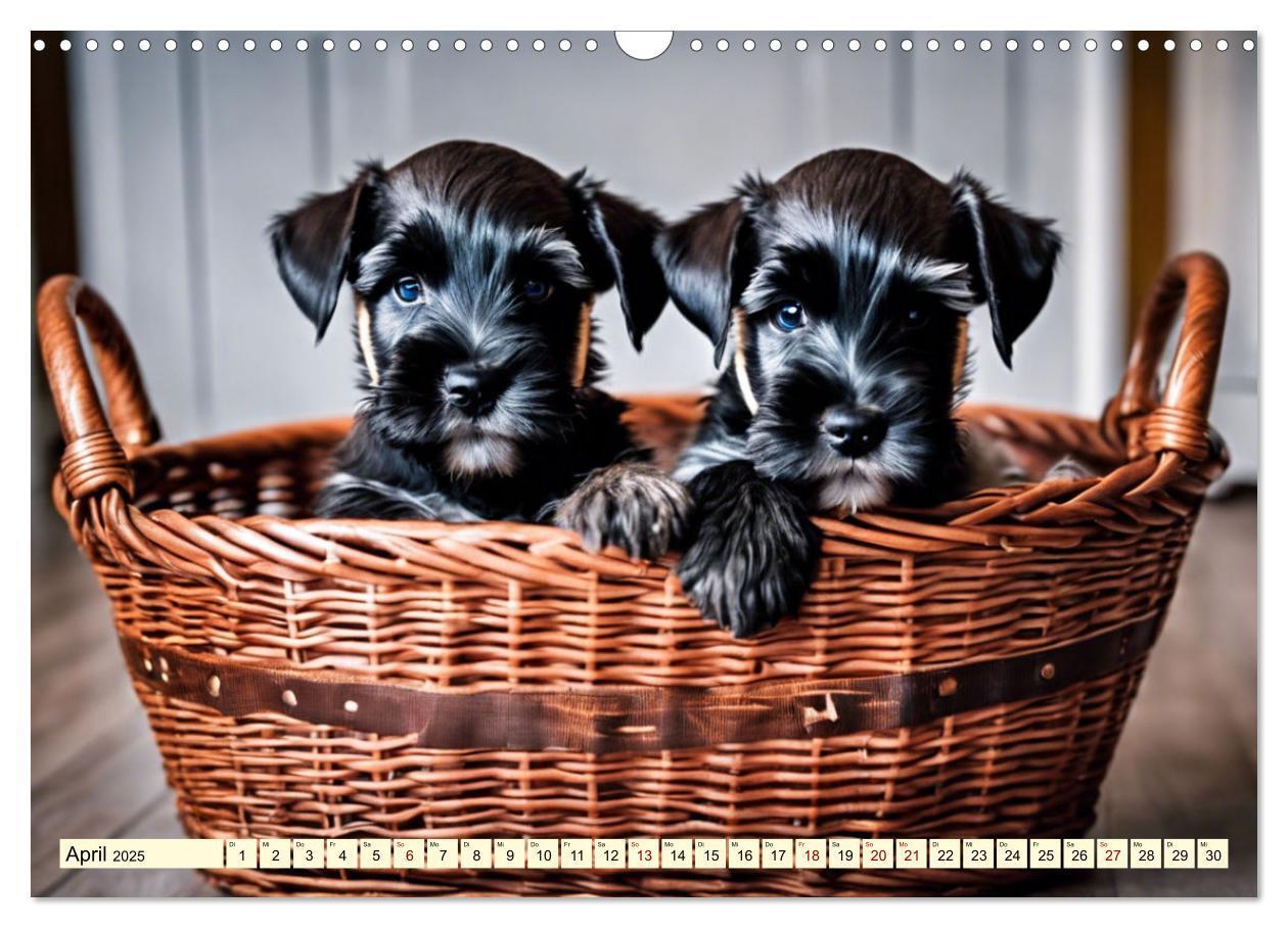 Bild: 9783457036914 | Schnauzer - vielseitige Allrounder (Wandkalender 2025 DIN A3 quer),...