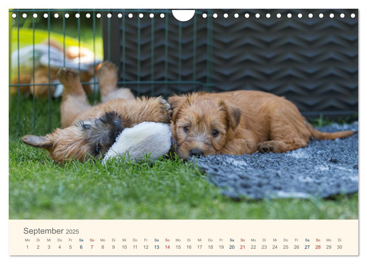 Bild: 9783435047277 | IRISH SOFT COATED WHEATEN TERRIER WELPEN 2025 (Wandkalender 2025...