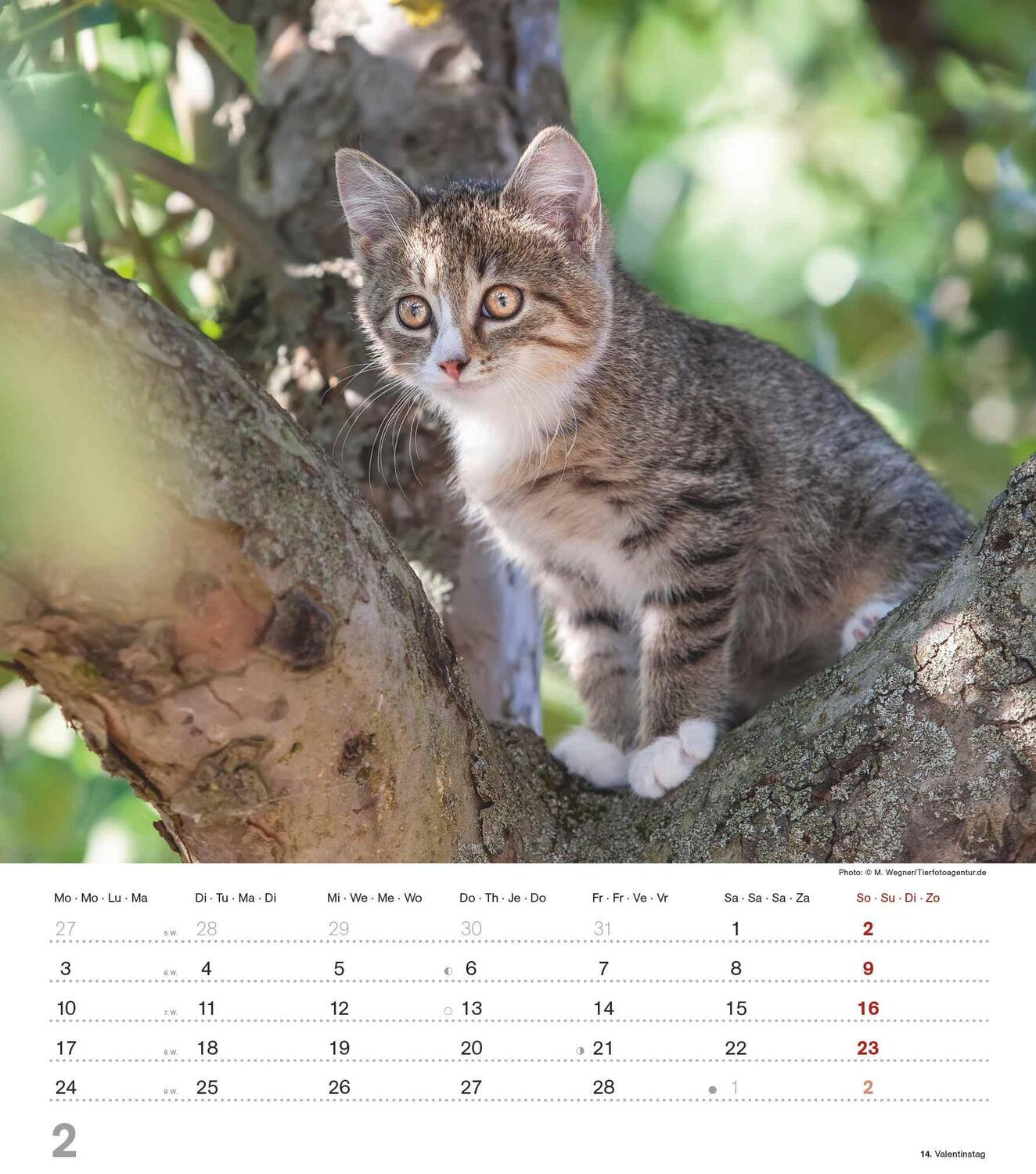 Bild: 4251732342159 | Niedliche Katzenkinder 2025 - Wand-Kalender - Tier-Kalender - 30x34