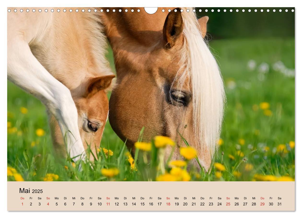 Bild: 9783435786213 | Haflinger Fohlen (Wandkalender 2025 DIN A3 quer), CALVENDO...