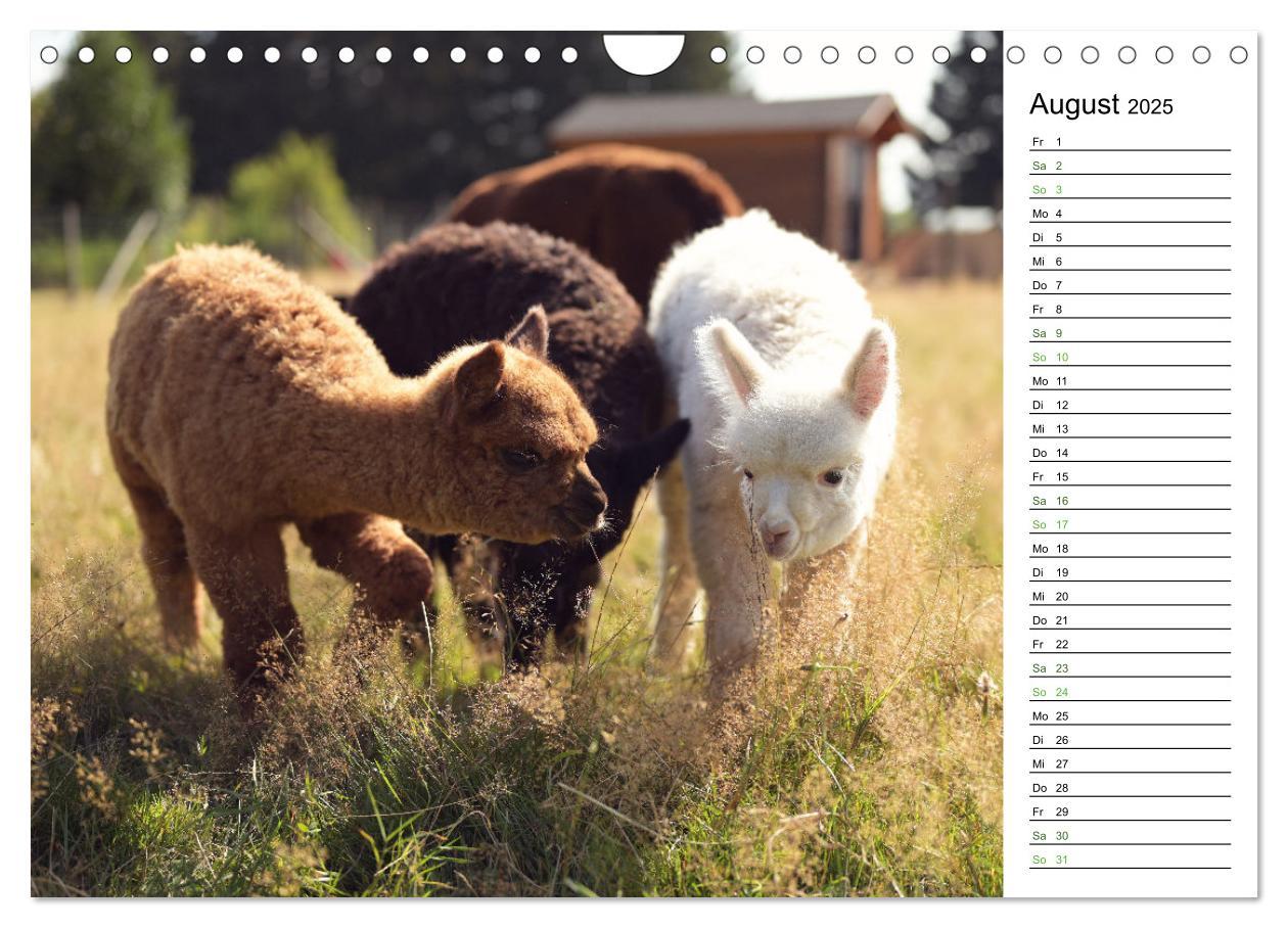 Bild: 9783457218679 | Alpakas im Paradies (Wandkalender 2025 DIN A4 quer), CALVENDO...