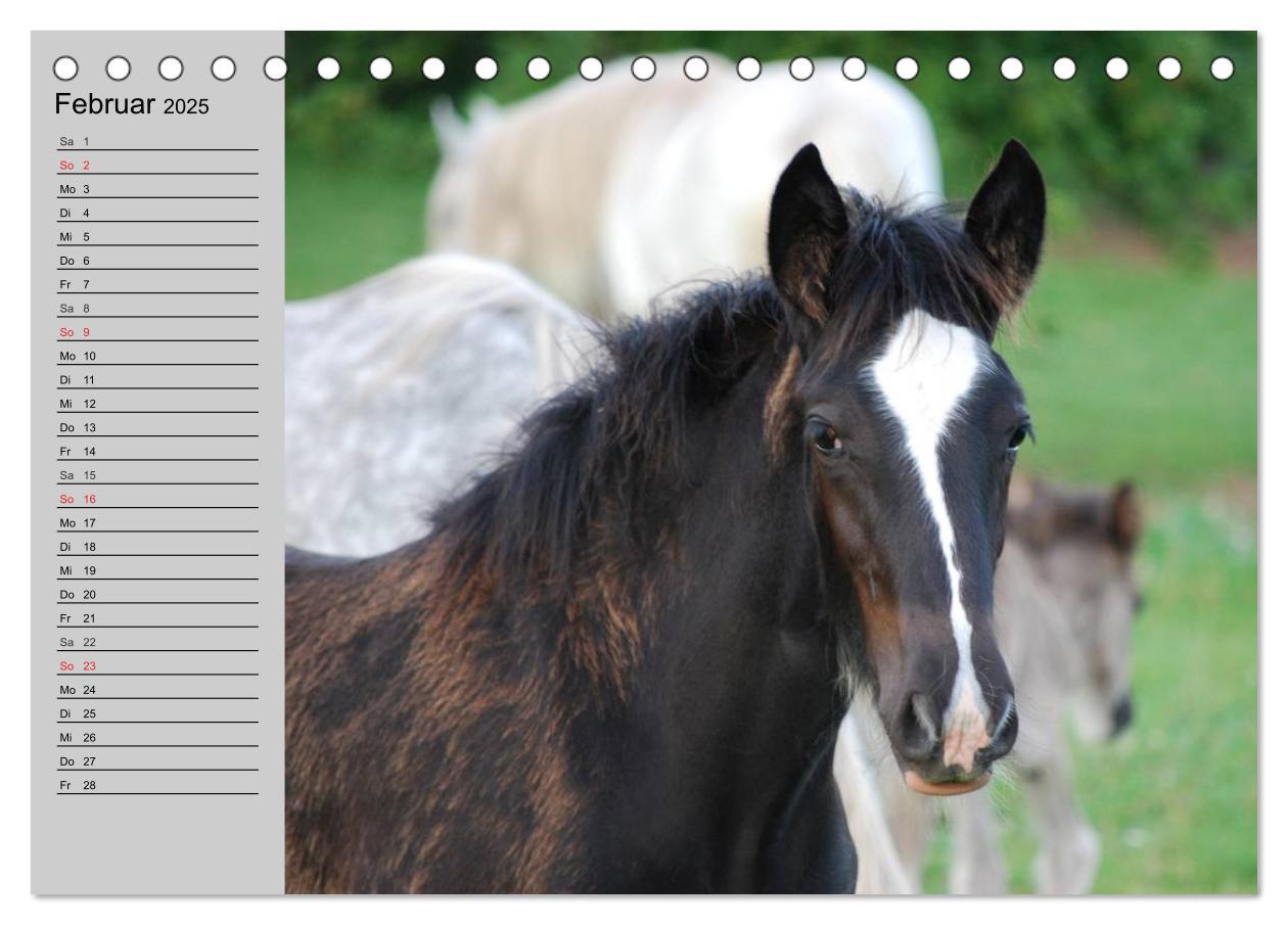 Bild: 9783435534067 | Das Shire Horse. Impressionen (Tischkalender 2025 DIN A5 quer),...